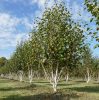 Többtörzses nyírfa - Betula utilis