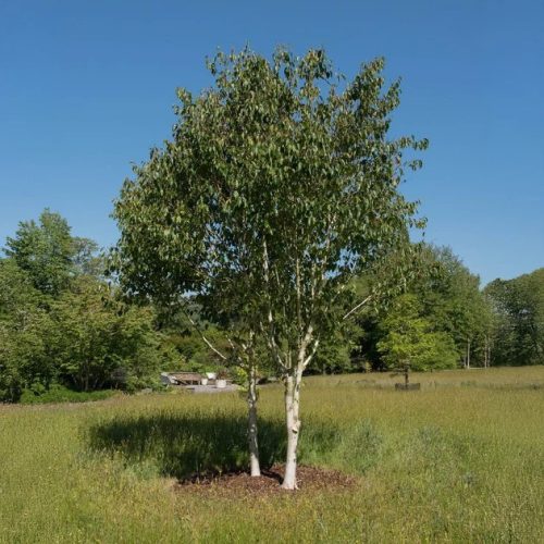 Himalájai nyír - Betula Jacquemontii