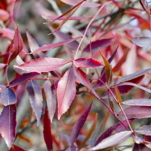 Keskenylevelű kőris 'Raywood' fajta - Fraxinus 'Raywood'