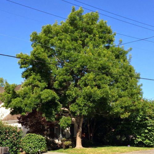 Keskenylevelű kőris 'Raywood' fajta - Fraxinus 'Raywood'