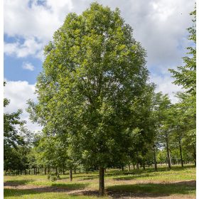   Magas kőris 'Althena' fajta - Fraxinus excelsior 'Althena'