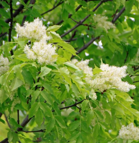 Magas kőris 'Althena' fajta - Fraxinus excelsior 'Althena'