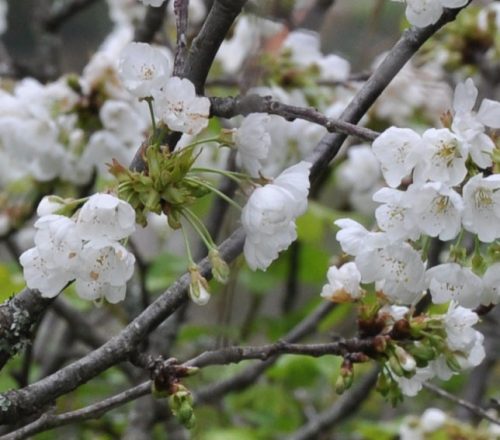 Vadcseresznye – Prunus avium