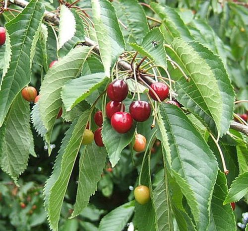 Vadcseresznye – Prunus avium