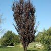 Oszlopos vérszilva ‘Crimson Pointe’ fajta – Prunus cerasifera ‘Crimson Pointe’