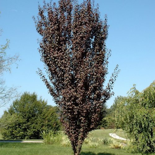 Oszlopos vérszilva ‘Crimson Pointe’ fajta – Prunus cerasifera ‘Crimson Pointe’