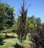 Oszlopos vérszilva ‘Crimson Pointe’ fajta – Prunus cerasifera ‘Crimson Pointe’