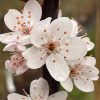 Oszlopos vérszilva ‘Crimson Pointe’ fajta – Prunus cerasifera ‘Crimson Pointe’