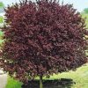 Vérszilva ‘Woodii’ – Prunus cerasifera ‘Woodii’