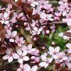 Vérszilva ‘Woodii’ – Prunus cerasifera ‘Woodii’