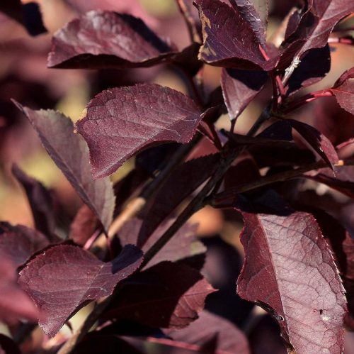 Vörös levelű zselnicemeggy ‘Canada Red’ fajta – Prunus virginiana ‘Canada Red’
