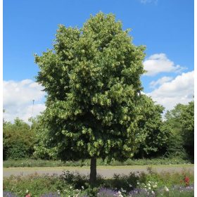 Kislevelű hárs – Tilia cordata ‘Greenspire’