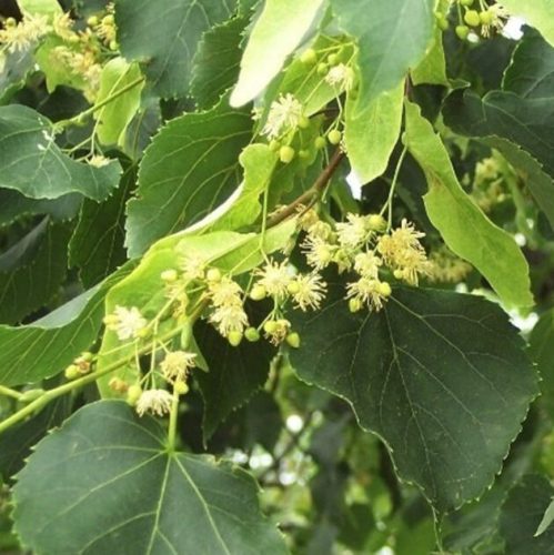Kislevelű hárs – Tilia cordata ‘Greenspire’