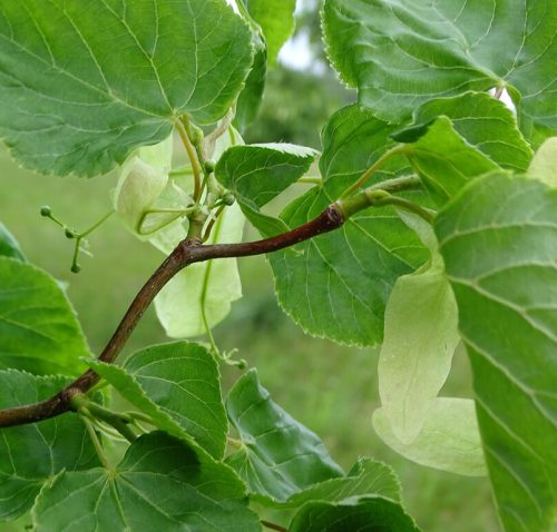 Hárs – Tilia ‘Szent István’