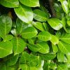 Babérmeggy ’Rotundifolia’ fajta - Prunus laurocerasus ’Rotundifolia’