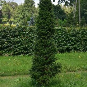 Oszlopos jegenyefenyő - Abies alba PYRAMIDALIS