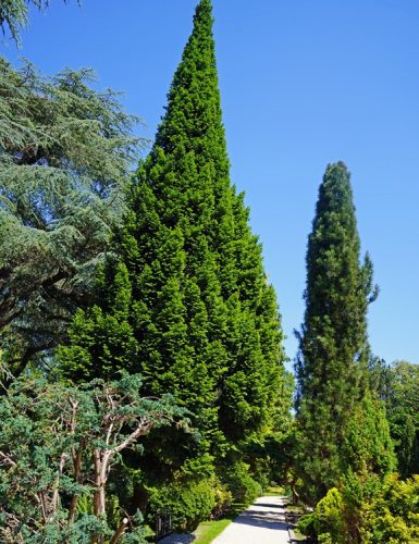 Oszlopos jegenyefenyő - Abies alba PYRAMIDALIS
