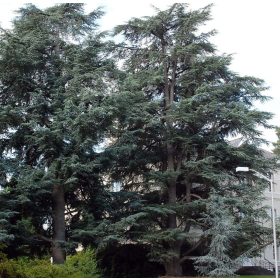 Kék atlasz cédrus - Cedrus atlantica GLAUCA