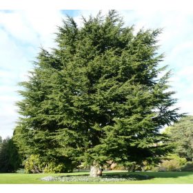 Libanoni Cédrus - Cedrus libani