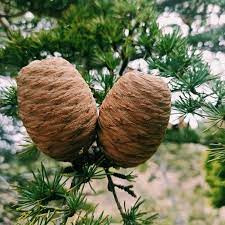 Libanoni Cédrus - Cedrus libani