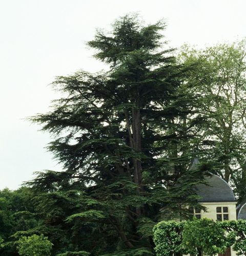 Libanoni cédrus – Cedrus libani 'Stenocoma'