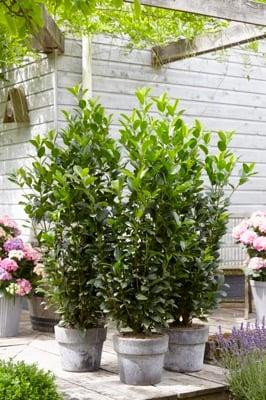 Oszlopos babérmeggy ’Obelisk’ fajta - Prunus laurocerasus ’Obelisk’