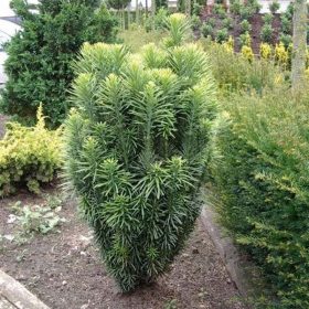   Oszlopos áltiszafa - Cephalotaxus harringtonii 'Fastigiata'