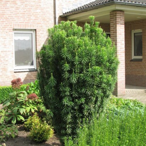 Oszlopos áltiszafa - Cephalotaxus harringtonii 'Fastigiata'