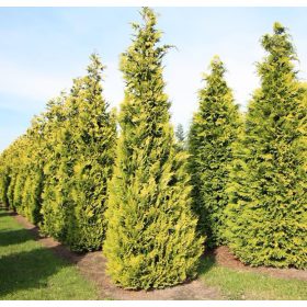   Arany oregoni hamisciprus - Chamaecyparis lawsoniana 'Stardust'