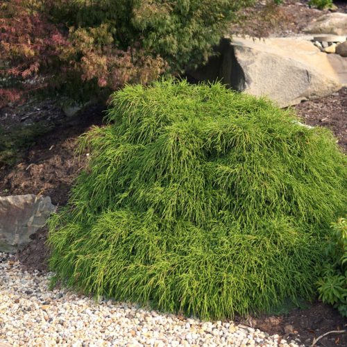 Törpe szavára hamisciprus - Chamaecyparis pisifera 'Filifera Nana' 