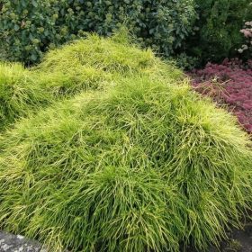   Aranyszínű szavára hamisciprus - Chamaecyparis pisifera 'Sungold'
