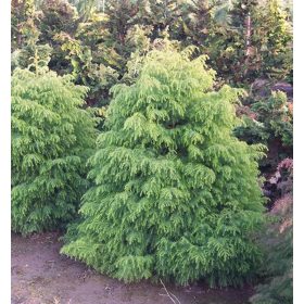   Japánciprus - Cryptomeria japonica 'Elegans Viridis' 