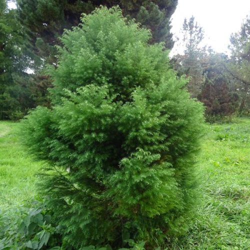 Japánciprus - Cryptomeria japonica 'Elegans Viridis' 