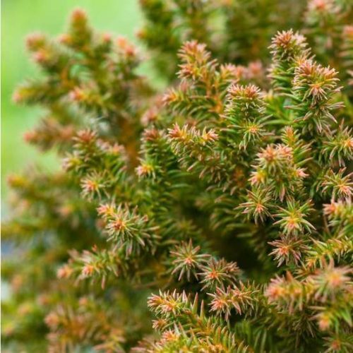 Törpe Gömb Japánciprus - Cryptomeria japonica Vilmoriniana