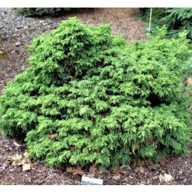 Japánciprus - Cryptomeria japonica 'Yokohama'