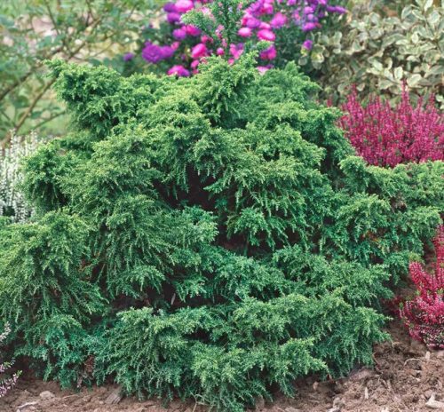 Japánciprus - Cryptomeria japonica 'Yokohama'