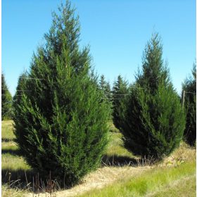 Leylandi ciprus - Cupressocyparis leylandii 2001