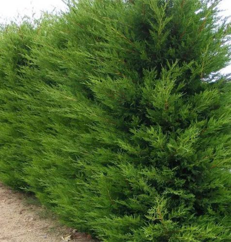 Leylandi ciprus - Cupressocyparis leylandii 2001