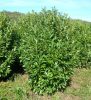 Oszlopos babérmeggy ’Fontanette’ fajta - Prunus laurocerasus ’Fontanette’