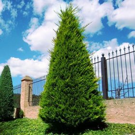 Leylandi ciprus – Cupressocyparis leylandii