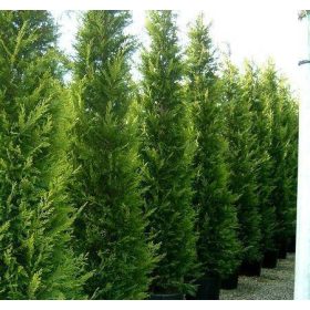   Oszlopos Leylandi ciprus - Cupressocyparis leylandii 'Green Rocket'