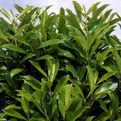 Oszlopos babérmeggy ’Fontanette’ fajta - Prunus laurocerasus ’Fontanette’