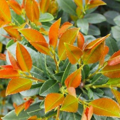 Oszlopos babérmeggy ’Bonaparte’ fajta - Prunus laurocerasus ’Bonaparte’