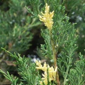   Fehér-tarka kínai oszlopos boróka – Juniperus chinensis ‘Stricta Variegata’