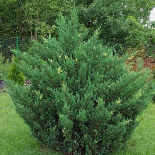 Fehér-tarka kínai oszlopos boróka – Juniperus chinensis ‘Stricta Variegata’
