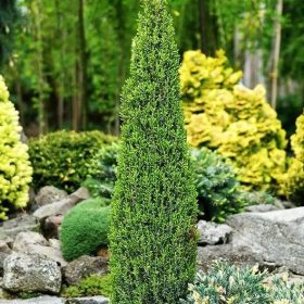 Oszlopos  boróka - Juniperus communis 'Arnold