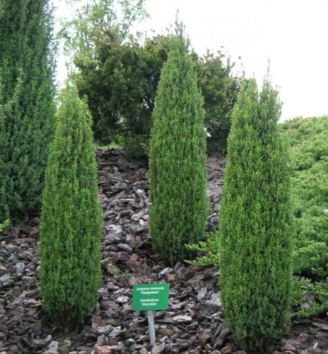 Oszlopos  boróka - Juniperus communis 'Arnold