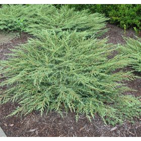 Kúszóboróka – Juniperus communis 