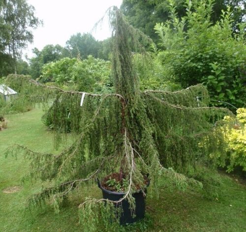Csüngő boróka - Juniperus communis 'Horstmann'