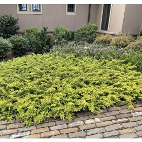   Terülő aranyboróka - Juniperus conferta 'ALL GOLD'